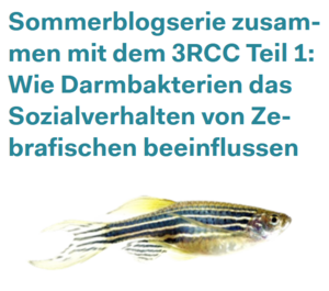 Sommerblogserie zusammen mit dem 3RCC Teil 1: Wie Darmbakterien das Sozialverhalten von Zebrafischen beeinflussen