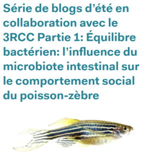 Série de blogs d’été en collaboration avec le 3RCC Partie 1: Équilibre bactérien: l’influence du microbiote intestinal sur le comportement social du poisson-zèbre